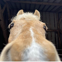 Horse 123