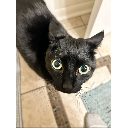 Cat AirPlane Ears 2