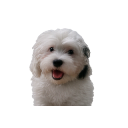 Cockapoo doggy