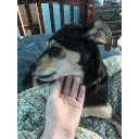 My doggy