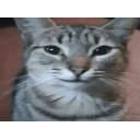 Smug Cat