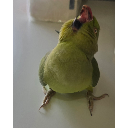 Birb