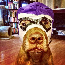 wrestling dog