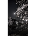 Willow tree night