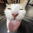 Freaky ahh cat