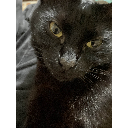 my cat shes black no racism